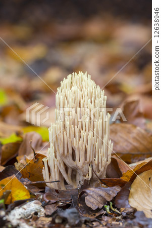 Strict-branch coral (Ramaria stricta) at the forest floor 12638946