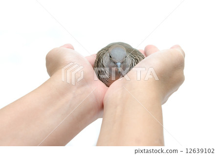 Dove on female hand white background 12639102