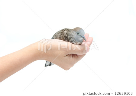 Dove on female hand white background Dove on female hand white background 12639103