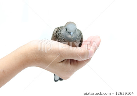 Dove on female hand white background 12639104