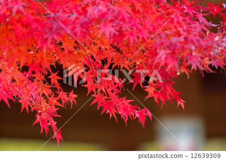 Autumn leaves Autumn leaves 12639309