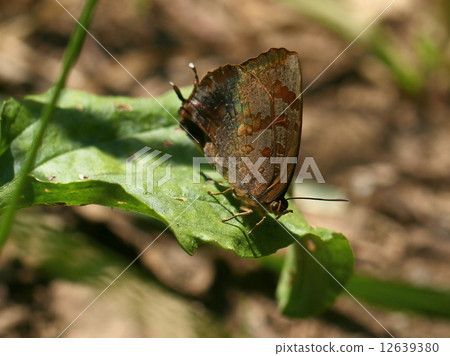 Murasaki燕子 12639380