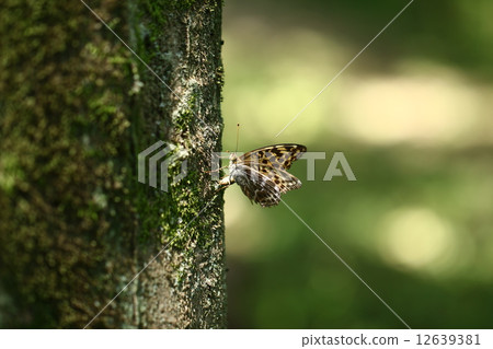 Midori Hyouton的產卵 Midori Hyouton的產卵 12639381