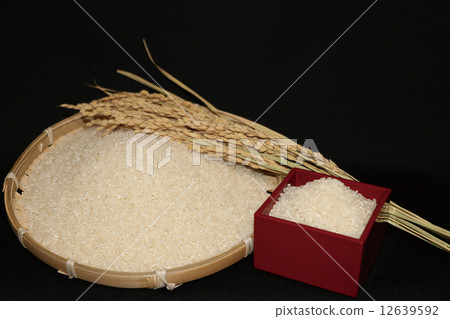 Rice and ear rice 12639592