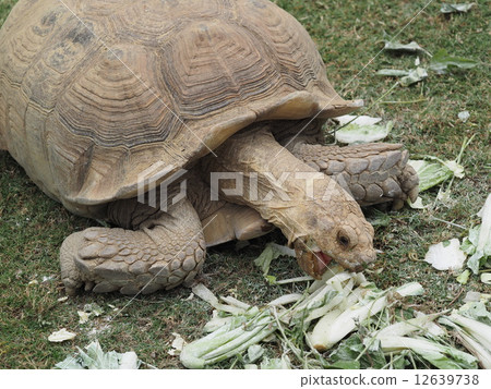 非洲鞭龜 12639738