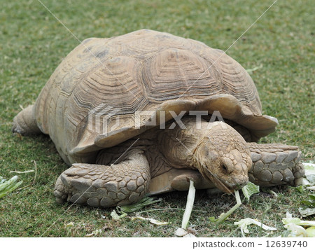 非洲鞭龜 12639740