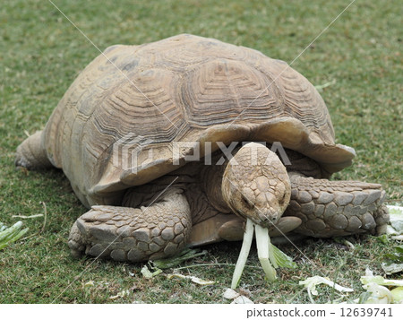 African spurred tortoise 12639741