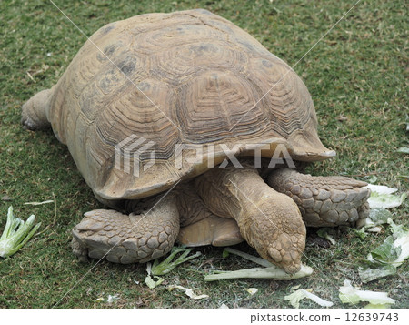 非洲鞭龜 12639743