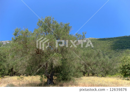 Olive tree, summer meadow, Greece 12639876
