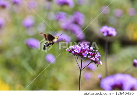 Yanagi Hanaka和Oosakasiba Yanagi Hanaka和Oosakasiba 12640480