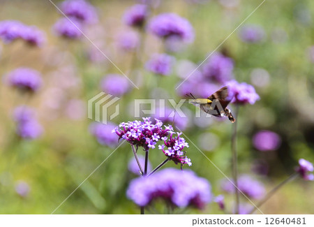 Yanagi Hanaka和Oosakasiba 12640481