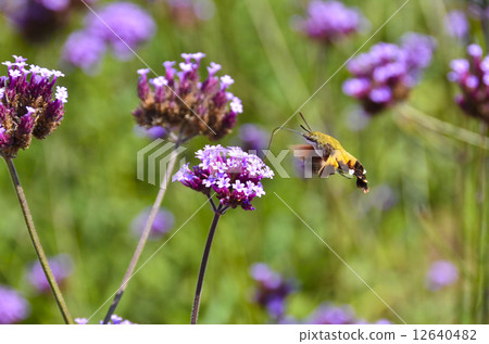 Yanagi Hanaka和Oosakasiba 12640482