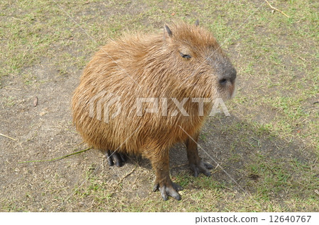 Capybara 12640767