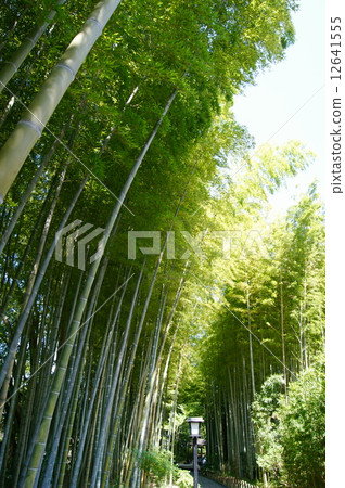 Shuzenji Bamboo Forest Path 12641555