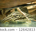 Platinum Royal Pleco 12642813