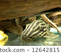 Platinum Royal Pleco 12642815