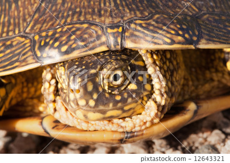 red eared slider turtle in the wild, surrounded by typical flora red eared slider turtle in the wild, surrounded by typical flora 12643321