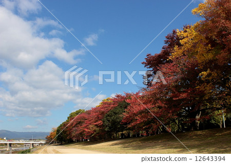 Autumn leaves of Kyoto River Kyoto 12643394