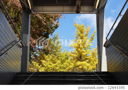 Ginkgo seen from the subway exit 12643395