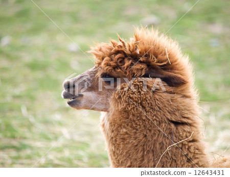 Lama uanaco - Lama guanicoe 12643431