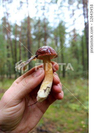Beautiful mushroom of Boletus badius in the hand 12643458