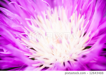 Close up of the blooming whitewash cornflower Close up of the blooming whitewash cornflower 12643488