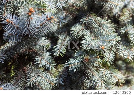 Branches of the Colorado blue spruce Branches of the Colorado blue spruce 12643500