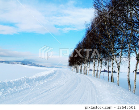 The white birch trees in winter are patchwork hills The white birch trees in winter are patchwork hills 12643501