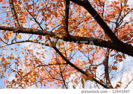 Nature Nature 12643897