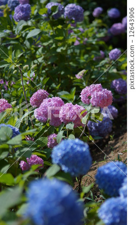 hydrangea hydrangea 12643906