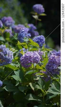 hydrangea   12643907