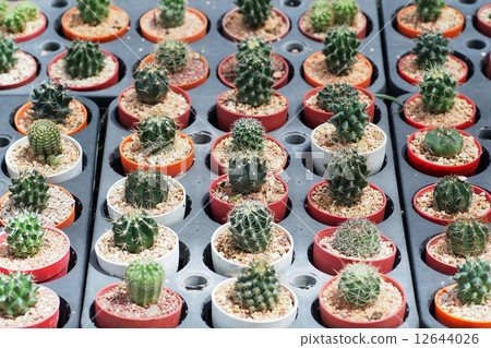 cactus cactus 12644026