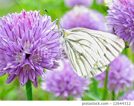 Chives and monstrochu 12644312