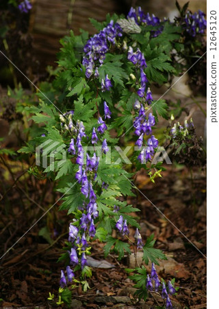 Torikabuto花 12645120