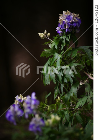 Torikabuto花 12645122