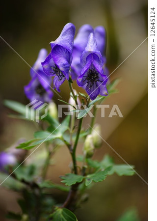 Torikabuto花 Torikabuto花 12645124