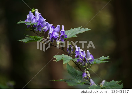 Torikabuto花 Torikabuto花 12645127