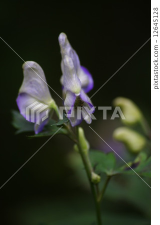 Torikabuto花 12645128