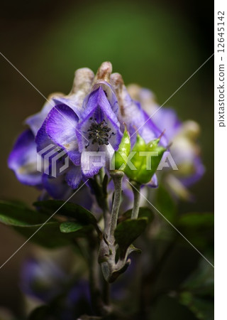 Torikabuto花 Torikabuto花 12645142