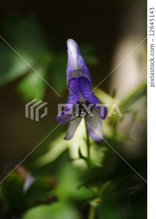 Torikabuto花 12645143