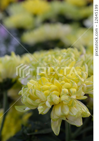 Chrysanthemum Chrysanthemum 12645199
