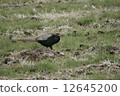 野雞 12645200