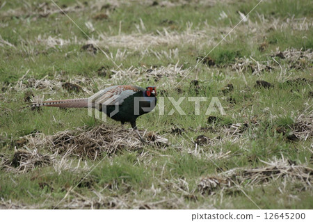 pheasant pheasant 12645200