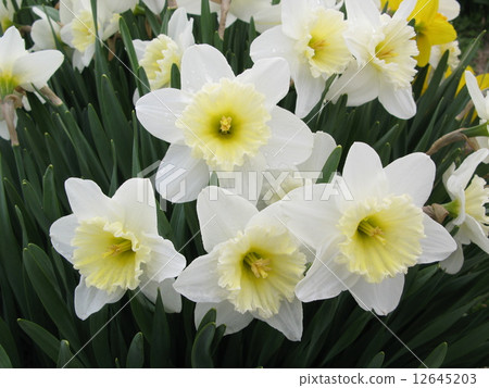 水仙 12645203