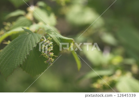 After the flowers of Tsimidaki After the flowers of Tsimidaki 12645339