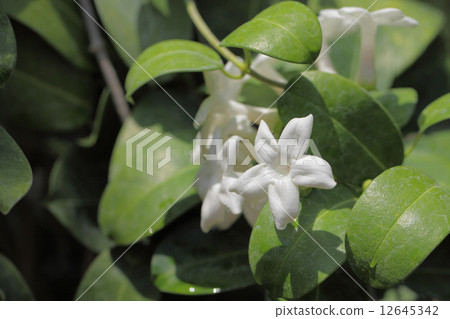 Madagascar Jasmine flowers and rain drops Madagascar Jasmine flowers and rain drops 12645342