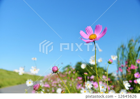 Cosmos of river bed Cosmos of river bed 12645626