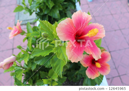 Hibiscus Hibiscus 12645965