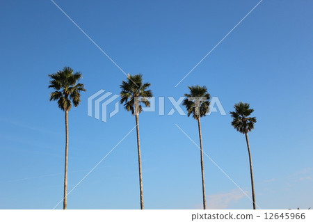 Palm tree Palm tree 12645966