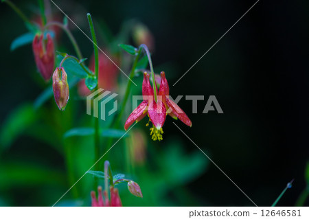 Alaska Alaska 12646581